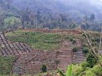 Hutan Lindung Indonesia Digerogoti
