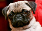 Pug_portrait.jpg