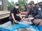 Syarat-Ekspor-Udang-Persyaratan-Penting-untuk-Ekspor-Udang.jpg
